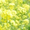 菜の花