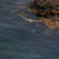 眼下の海原バック　ハヤブサ成鳥
