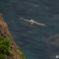 眼下の海原バック　ハヤブサ成鳥