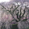 又兵衛桜に朝日差す瞬間