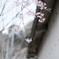 再见 今年的樱花