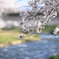 桜・小川・橋