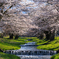 観音寺川の桜