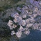 花筏