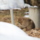ふさふさの毛