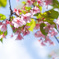 桜を見上げて