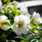 今年の白薔薇