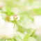 ふわっとした花