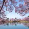 桜の向こうに