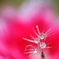花の中で