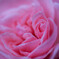 20140416-薔薇が咲いた