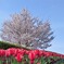 Colorful Spring