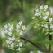 数mmの小さな花