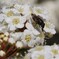花が好きなハエ