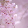 枝垂れ桜の色