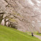 京都背割堤　桜