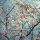 桜の空
