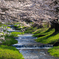 観音寺川の桜 ２