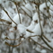雪の花