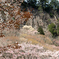 山桜