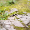 苔むした岩