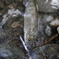 amago