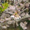 三輪桜