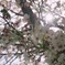 桜日