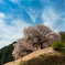 納戸料の百年桜