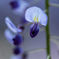 藤の花