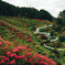 つつじの咲く公園