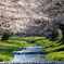 観音寺川の桜 ４