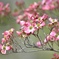 華やかな春