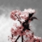 河津桜