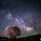 一本桜と夏の天の川