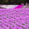 花のじゅうたん