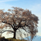 わに塚の桜 2019-➁