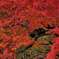 red storm