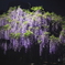 藤の花