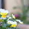 ベランダの花