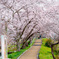 桜のトンネル