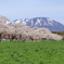 小岩井の桜と岩手山　2021.4.24