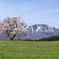 小岩井農場の一本桜と岩手山
