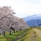 雫石園地の桜と秋田駒ヶ岳