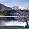 青木湖の一本桜