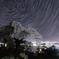 関所破りの桜
