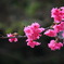寒緋桜
