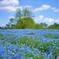 蒼-BLUE-