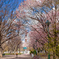 大通公園[桜]