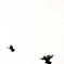 fly